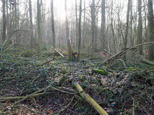Naturschutzgebiet Bremmersbruch
