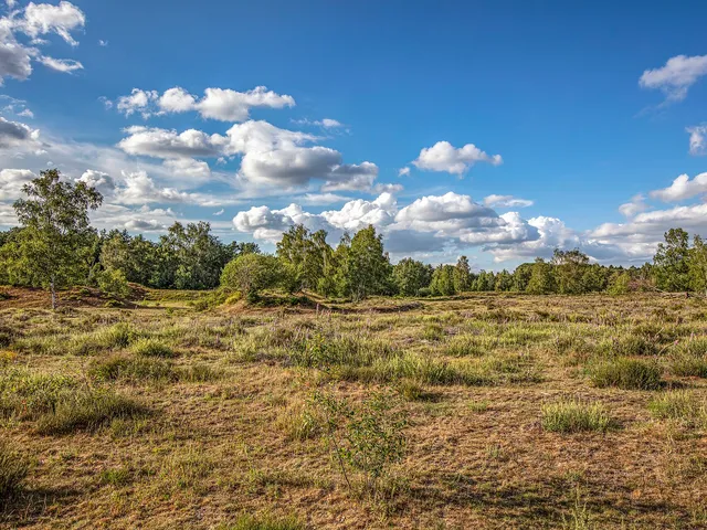 Naturschutzgebiet Heronger Buschberge, Wankumer Heide